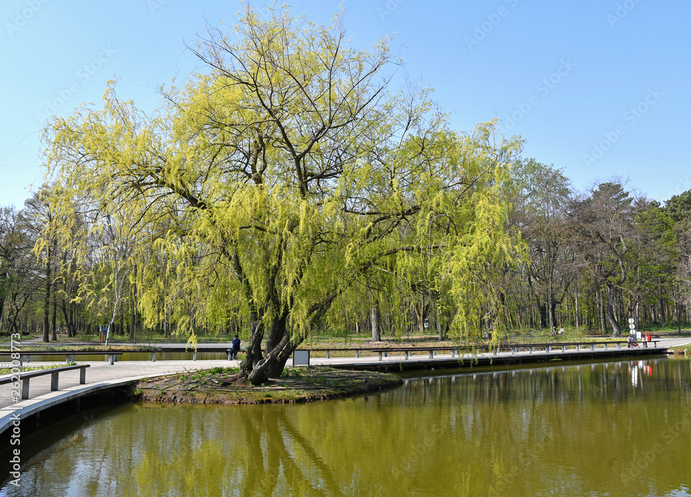 Pond and trees in the woods spring time Pond and trees in the woods spring time