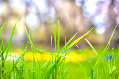 green grass on abstract background