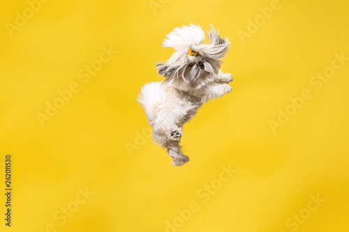 Shih-tzu puppy wearing orange bow. Cute doggy or pet is jumping isolated on y...