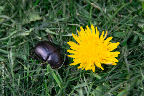 Dung Beetle - Geotrupes stercorarius - Black bug on grass near a dandelion photo