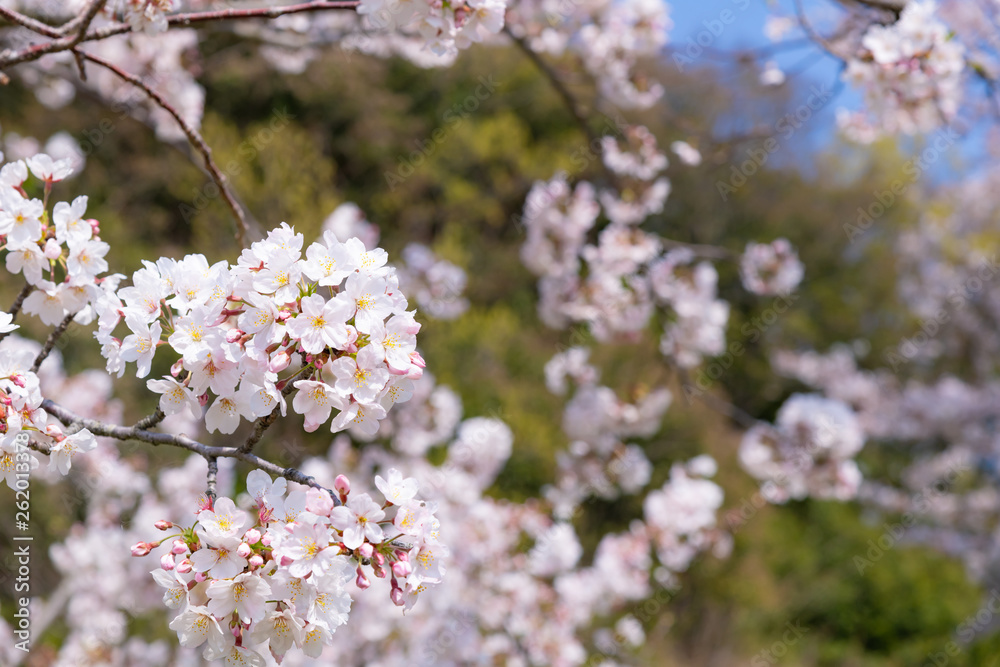 静岡県伊豆の国市 狩野川さくら公園の桜 静岡県伊豆の国市 狩野川さくら公園の桜