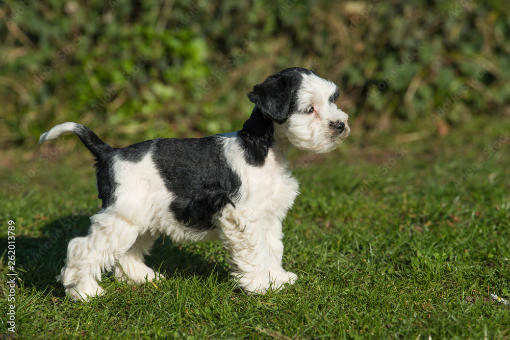 Toy schnauzer dog in a meadow