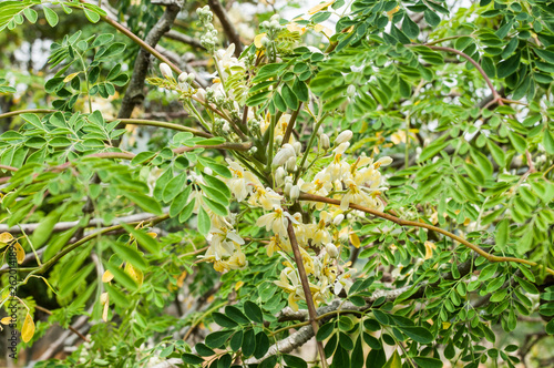 leaves and flowers of moringa tree (Moringa oleifera Lam.) Moringaceae
