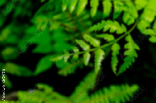 Blur Picture Dark and green leaves background  fresh condition