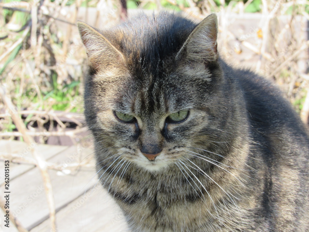 Obraz premium cat in the garden