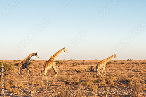 Canvas Print Giraffes run in Namibia