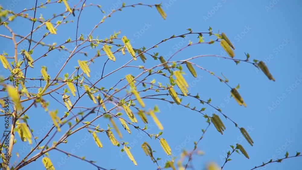 Young fresh birch catkins on a blossoming tree branch betula pendula against the background of a bright blue sky. Spring scene with blooming birch buds and tender green leaves swaying on a wind. Bokeh Young fresh birch catkins on a blossoming tree branch betula pendula against the background of a bright blue sky. Spring scene with blooming birch buds and tender green leaves swaying on a wind. Bokeh
