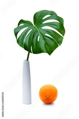 A green palm leaf in a white vase with an orange