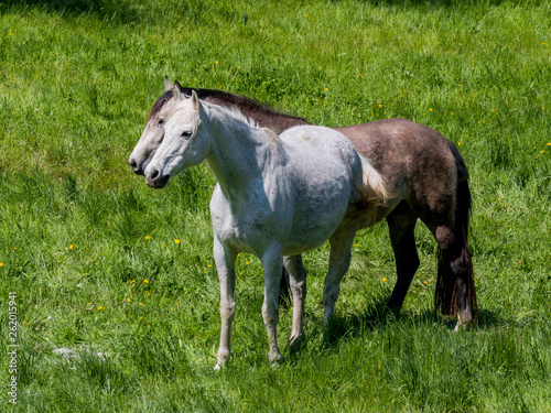 Chevaux & regards