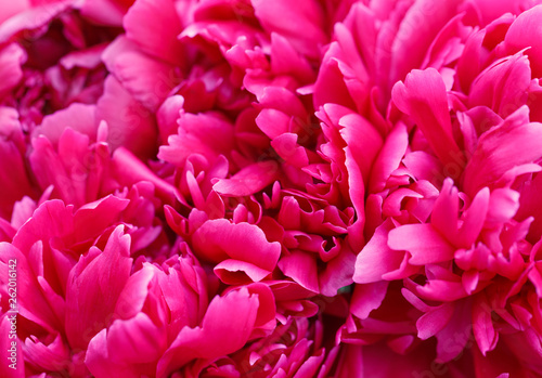 Fototapeta Naklejka Na Ścianę i Meble -  Unfocused blur peony petals, abstract romance background, pastel and soft flower card