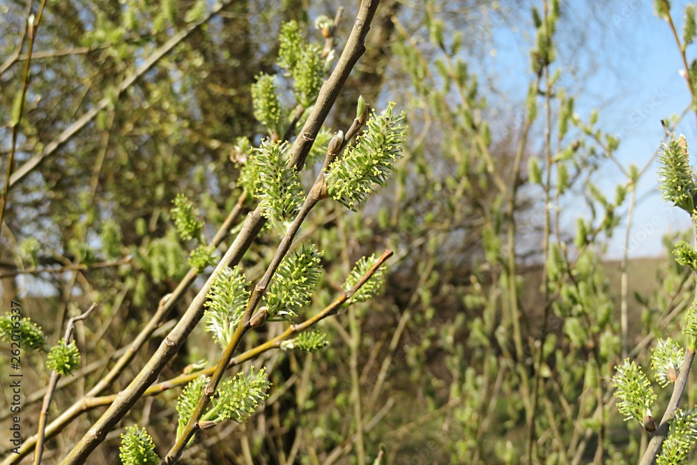 Blooming willow tree in spring season, closeup Blooming willow tree in spring season, closeup