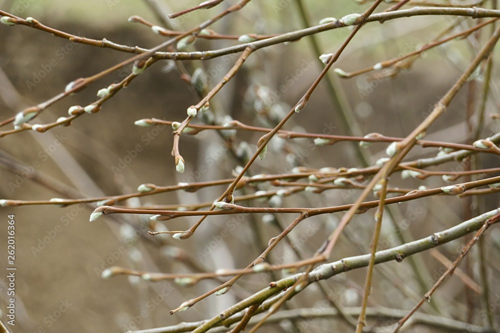 Willow branches in spring, closeup Willow branches in spring, closeup