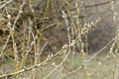Blooming willow tree in spring, closeup