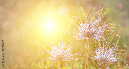 Green fresh nature flowers field grass with dew drops in the morning.Beautiful bokeh on blurred background. Panoramic view