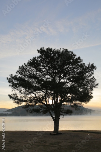 unique idea with lonely tree reflection on the blue sky, photo use for advertising design, printing, editor and more