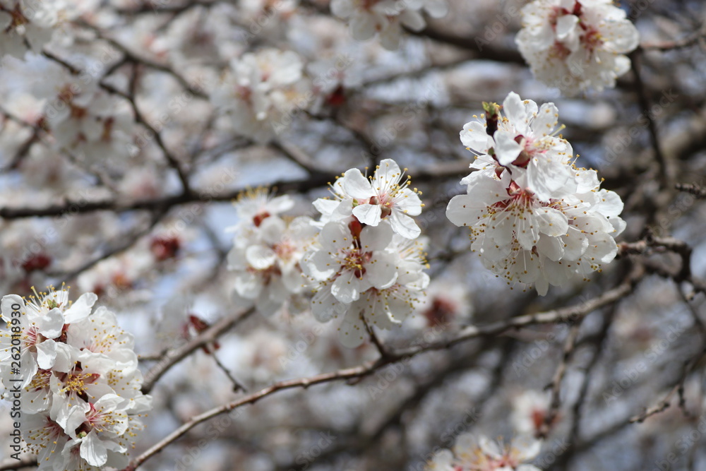 Obraz premium cherry blossom in spring