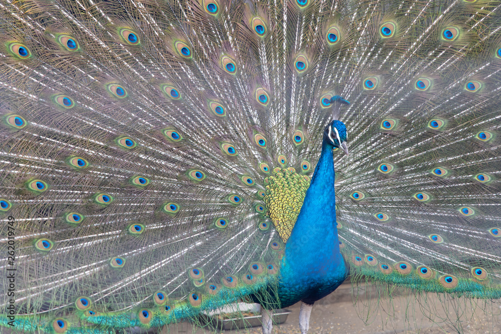 Fototapeta premium インドクジャク