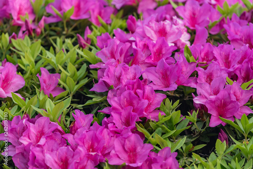 Pink azalea flower