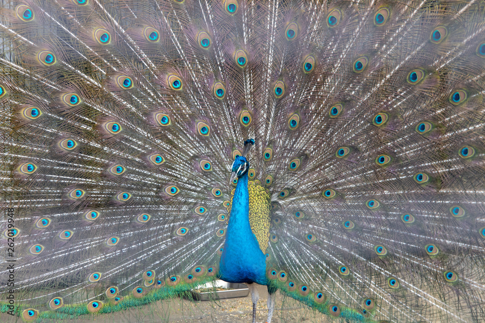 Fototapeta premium インドクジャク