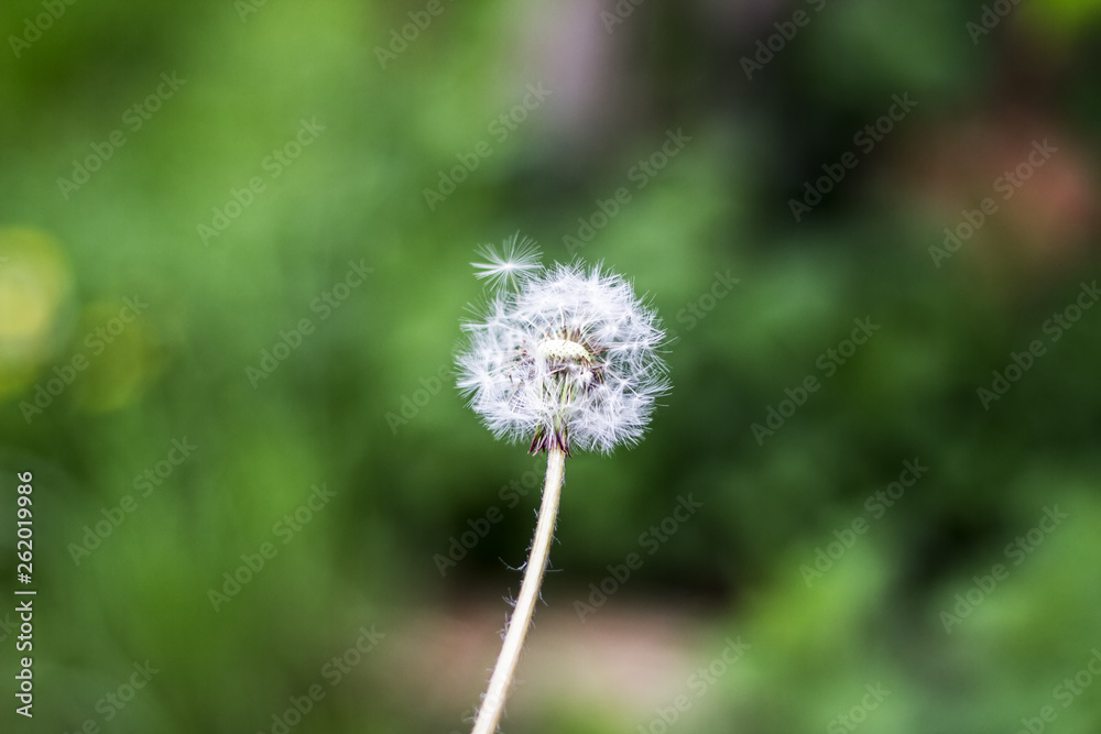 Dandelion puff ball, blow ball, seed head, leontodon taraxacum from low angle or perspective isolated with select focus, soft bokeh background Dandelion puff ball, blow ball, seed head, leontodon taraxacum from low angle or perspective isolated with select focus, soft bokeh background