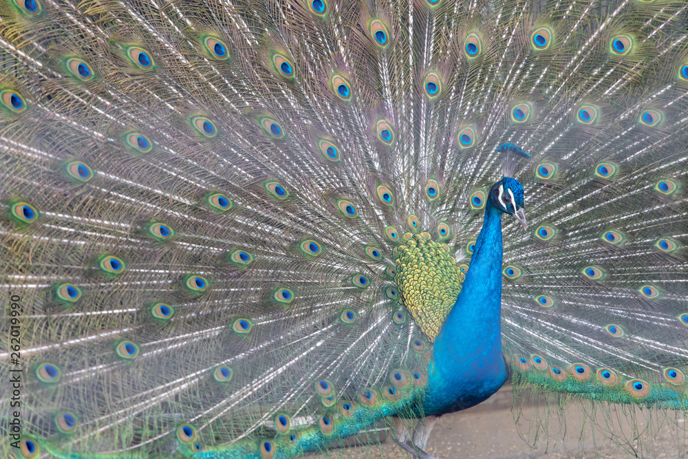 Fototapeta premium インドクジャク