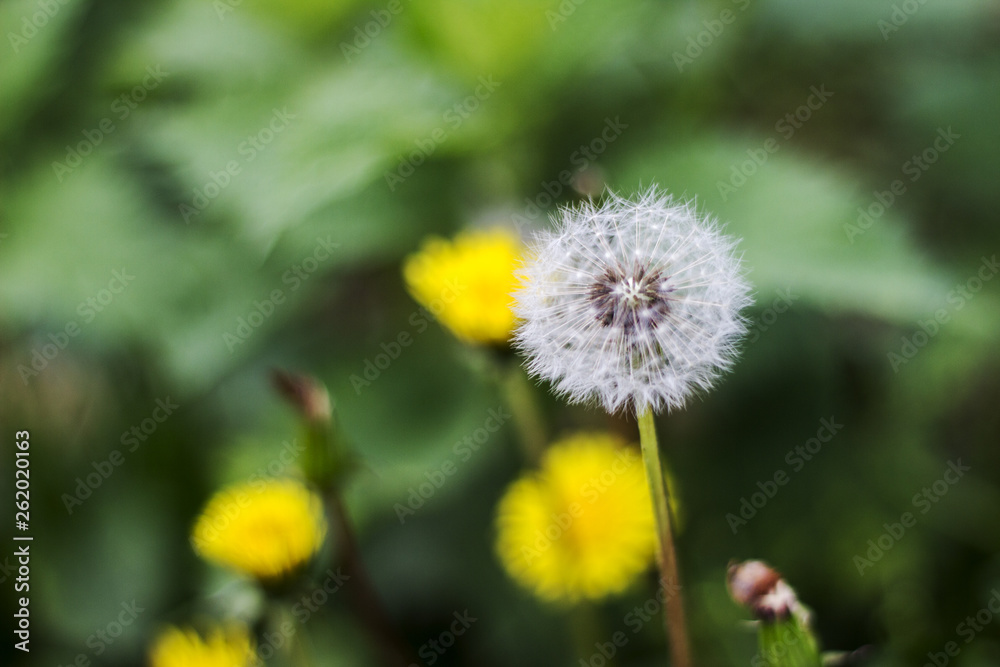 Dandelion puff ball, blow ball, seed head, leontodon taraxacum from low angle or perspective isolated with select focus, soft bokeh background