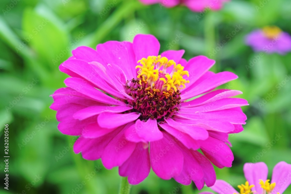 pink flower pink flower