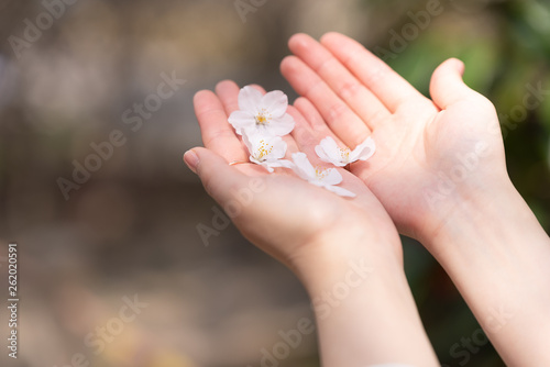 Petals of cherry blossom on hands of the girl.
