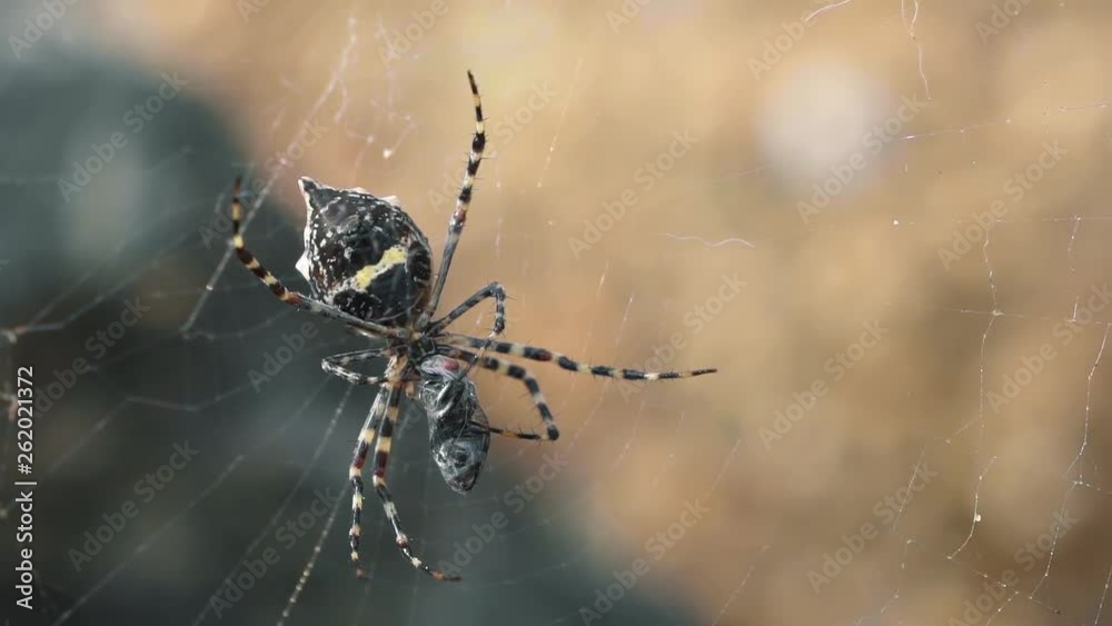 Macro close up of a beautiful garden orb weaver spider found in Puerto Rico spinning a caught fly and sucking it's blood in 120 fps slow motion. Macro close up of a beautiful garden orb weaver spider found in Puerto Rico spinning a caught fly and sucking it's blood in 120 fps slow motion.