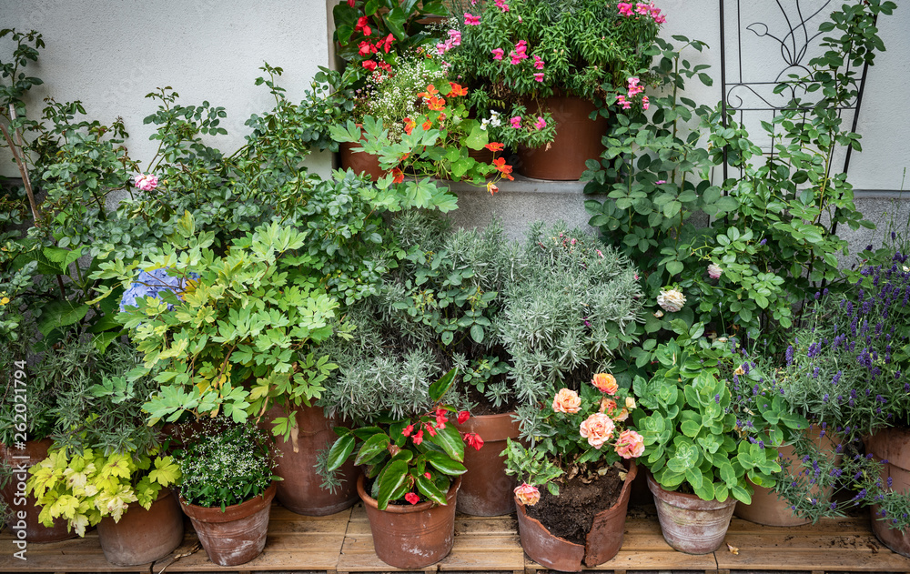 Many clay flowerpots with blooming plants at the rustic wall . Ornamental backyard garden.