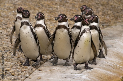 Humboldt Penguin in Captivity in ZOO Pilsen Czech Republic 