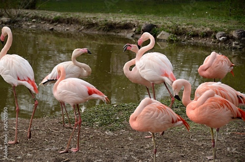 pink flamingo in captivity in Pilsen ZOO Czech republic 