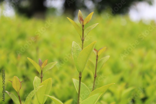 green leaves in spring