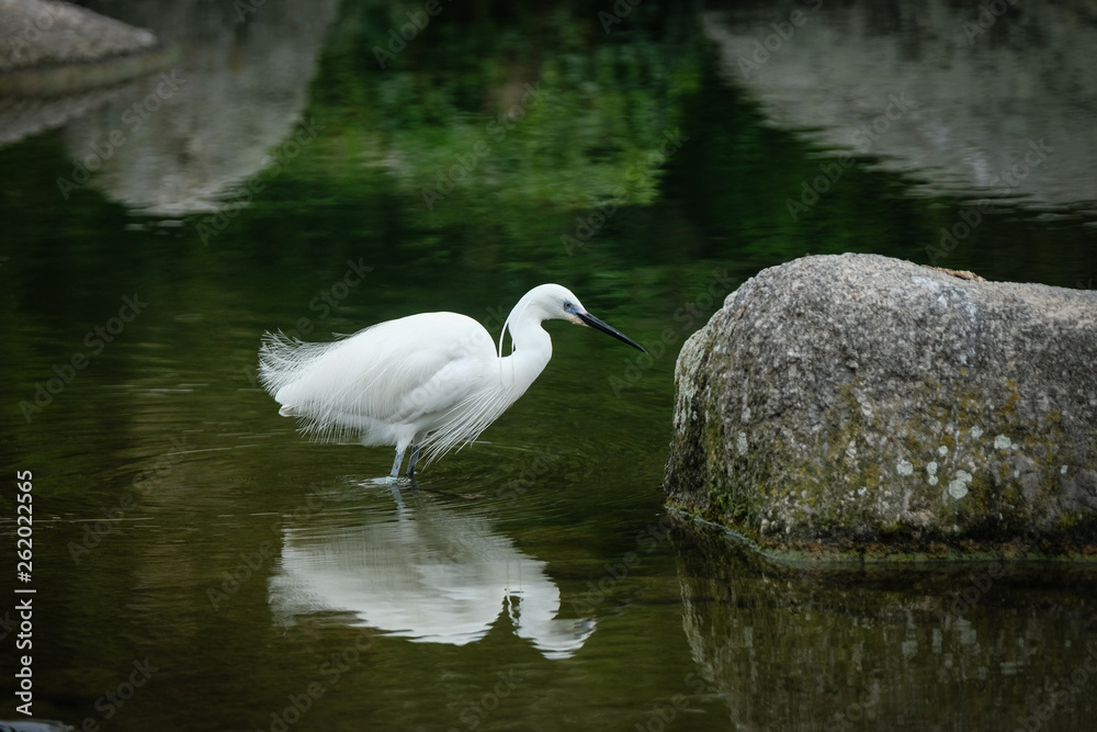 Aigrette en recherche de proies Aigrette en recherche de proies