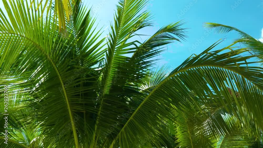 Luxury resort. Point of view of a tourist who walks among the palm trees. Luxury resort. Point of view of a tourist who walks among the palm trees.