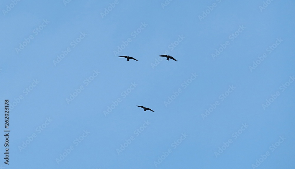 Fototapeta premium Birds in the sky