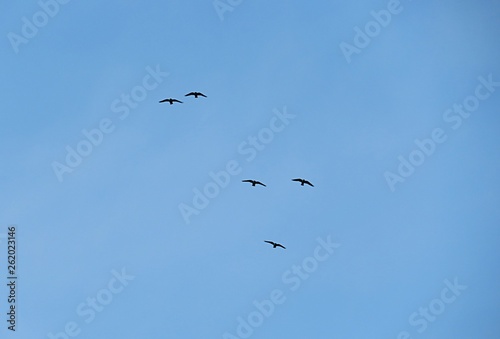 Birds in the sky © natalya2015