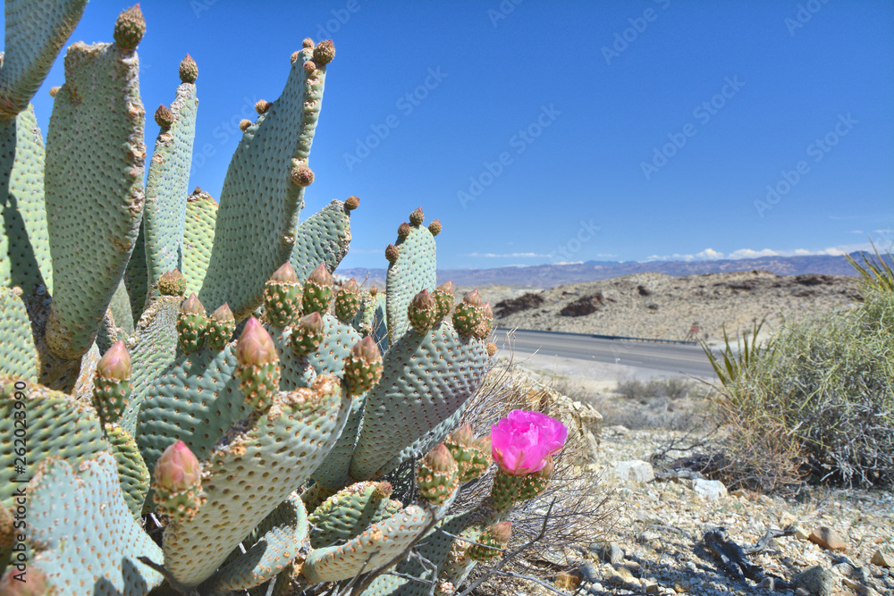 Opuntia basilaris known as beavertail cactus Opuntia basilaris known as beavertail cactus