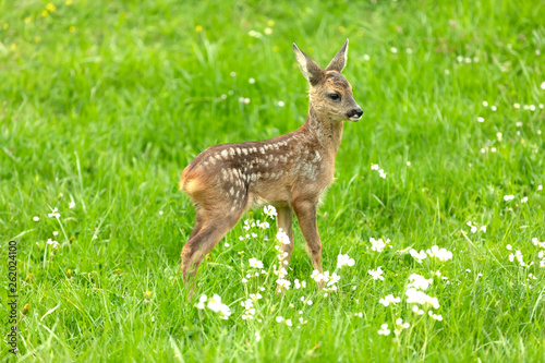 Beautiful Deer Fawn