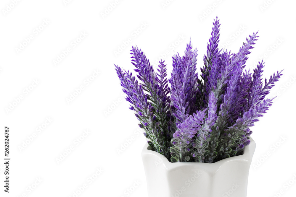 Lavender plant isolated on white background. Lavender in a pot. Floral home decor, greeting card with flower Lavender plant isolated on white background. Lavender in a pot. Floral home decor, greeting card with flower