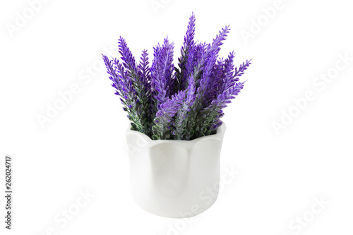 Lavender plant isolated on white background. Lavender in a pot. Floral home decor  greeting card with flower