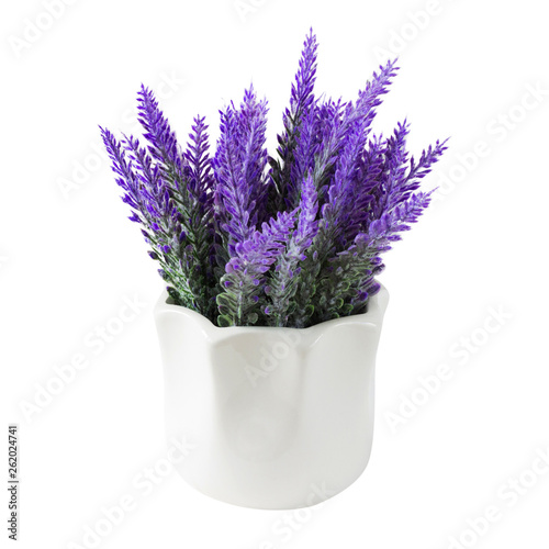 Lavender plant isolated on white background. Lavender in a pot. Floral home decor, greeting card with flower