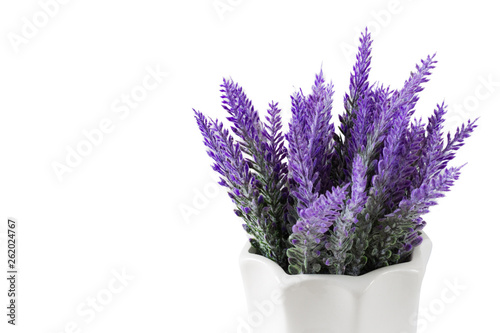 Lavender plant isolated on white background. Lavender in a pot. Floral home decor, greeting card with flower