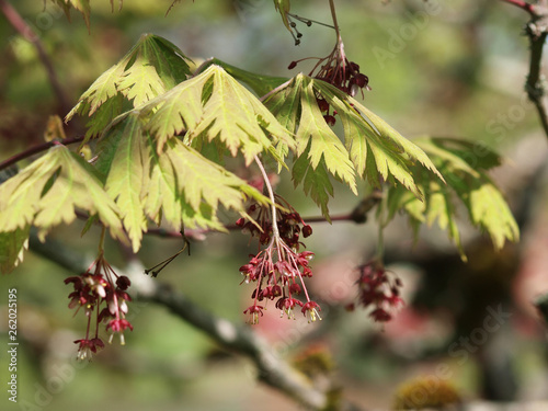 Acer japonicum 'Aconitifolium' - Erable du Japon à feuilles d'aconit touffues et découpées de couleur vert pomme  © Marc