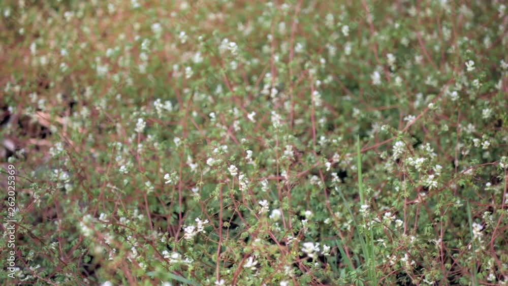 Small white flowers in a green grass background in a forest. Close-up panoramic shot. Small white flowers in a green grass background in a forest. Close-up panoramic shot.