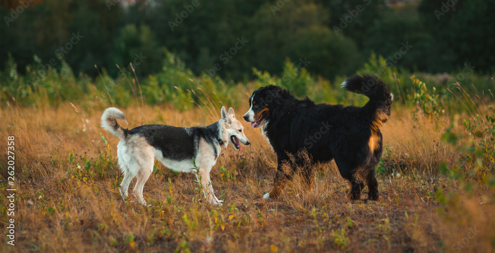 Two dogs husky and bernese shepherd walking on a field