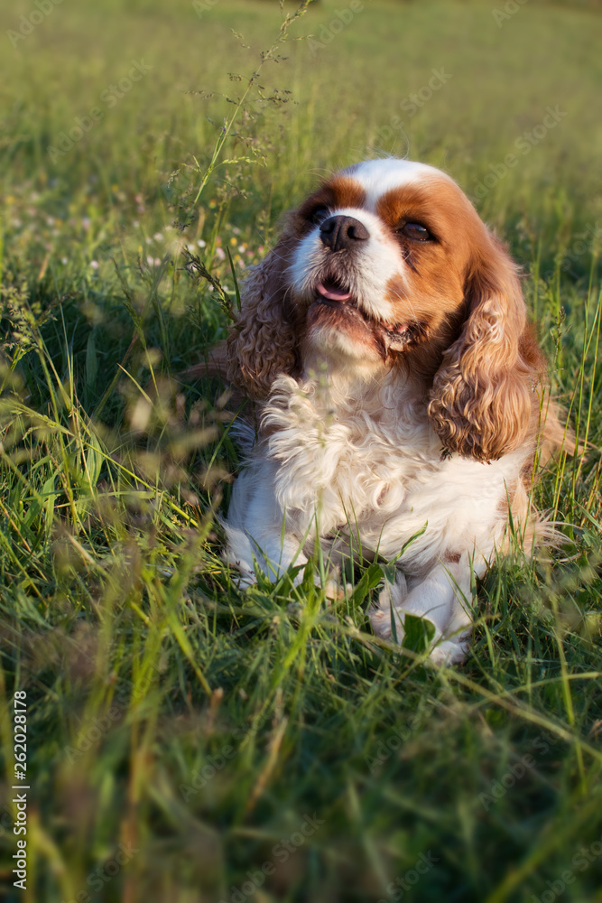 PORTRAIT SMALL CAVALIER KING CHARLES ON GREEN GRASS PARK. PORTRAIT SMALL CAVALIER KING CHARLES ON GREEN GRASS PARK.