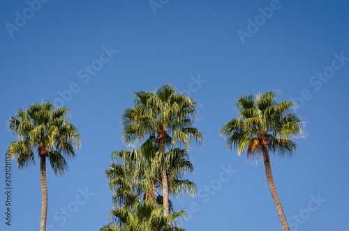 Low angle view of palm trees against clear blue sky .