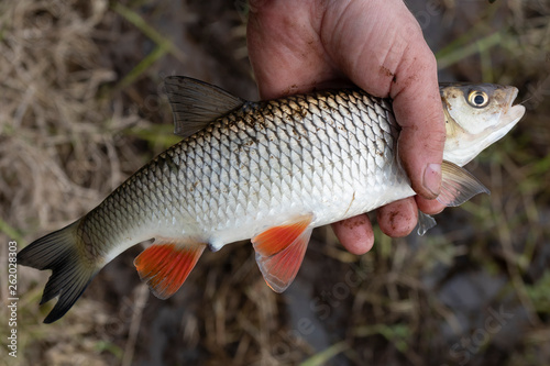 Chub (Squalius cephalus) in the hand of fisherman