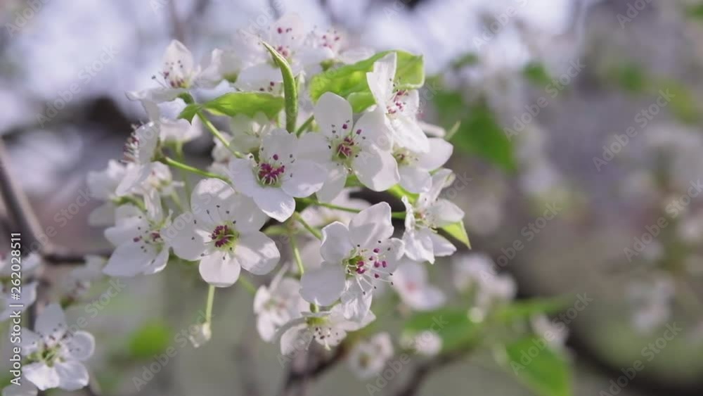 Slow pan, showing a closeup of a wild pear blossoming in spring. Slow pan, showing a closeup of a wild pear blossoming in spring.